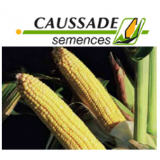 Кларити КС (семена кукурузы)