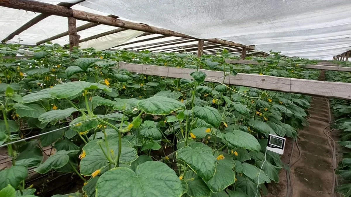 Загибель 20% врожаю огірка Арктика через порушення мікроклімату