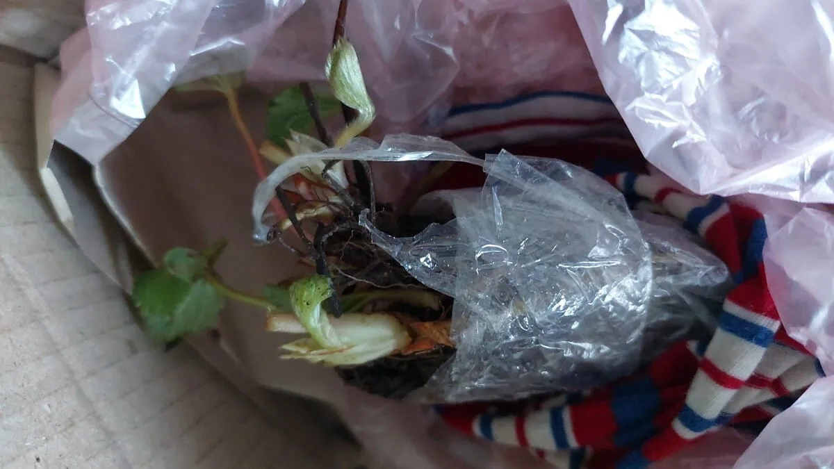 Саджанець полуниці Алегро фріго з ознаками в'янення та хлорозу