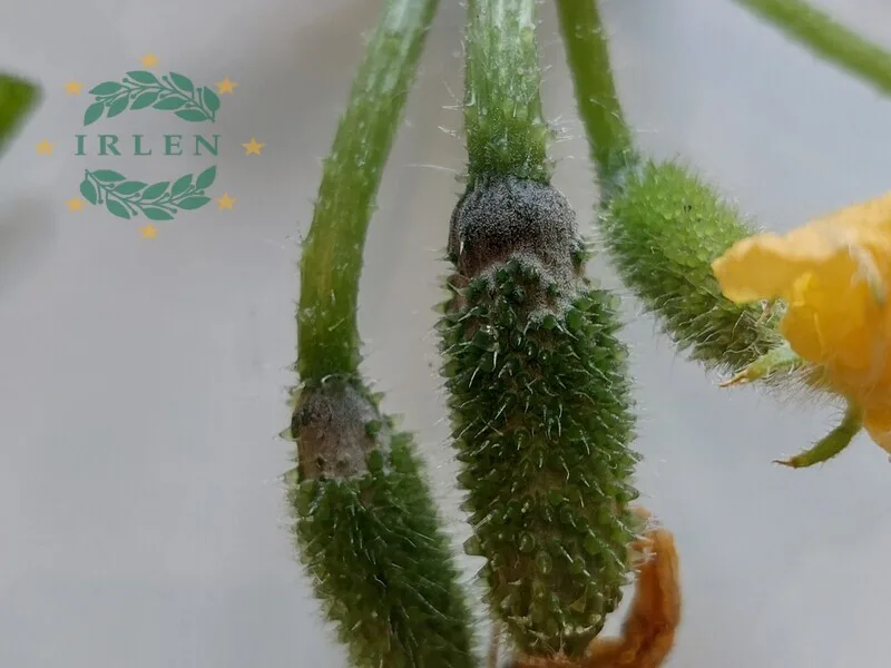 Сіра гниль (Botrytis) на молодих плодах огірка Арктика