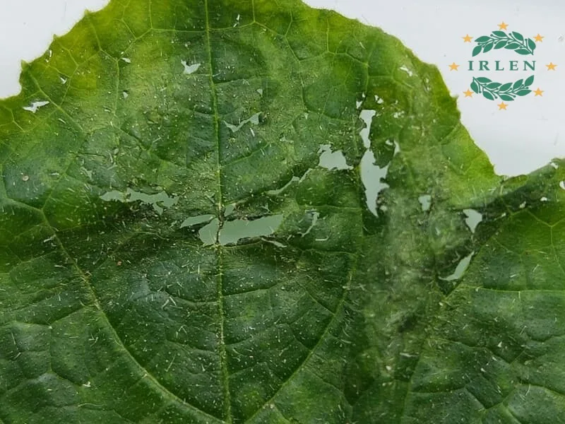 Розрив та відмирання клітин листа огірка через критичний тиск води.