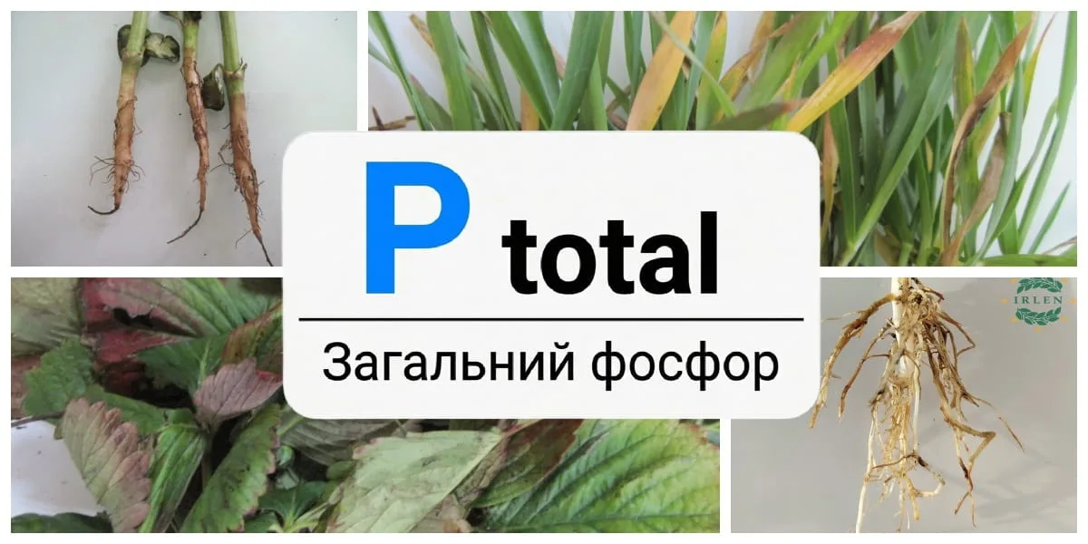 Фосфор у ґрунті: проблема накопичення та блокування живлення рослин
