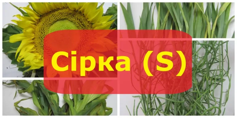 Сірка та її дефіцит: симптоми на різних сільськогосподарських культурах