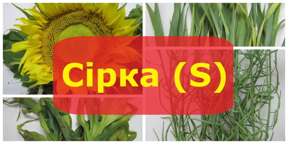 Сірка та її дефіцит: симптоми на різних сільськогосподарських культурах