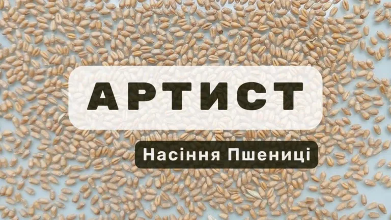 Зразок насіння пшениці Артист у лабораторії Ірлен